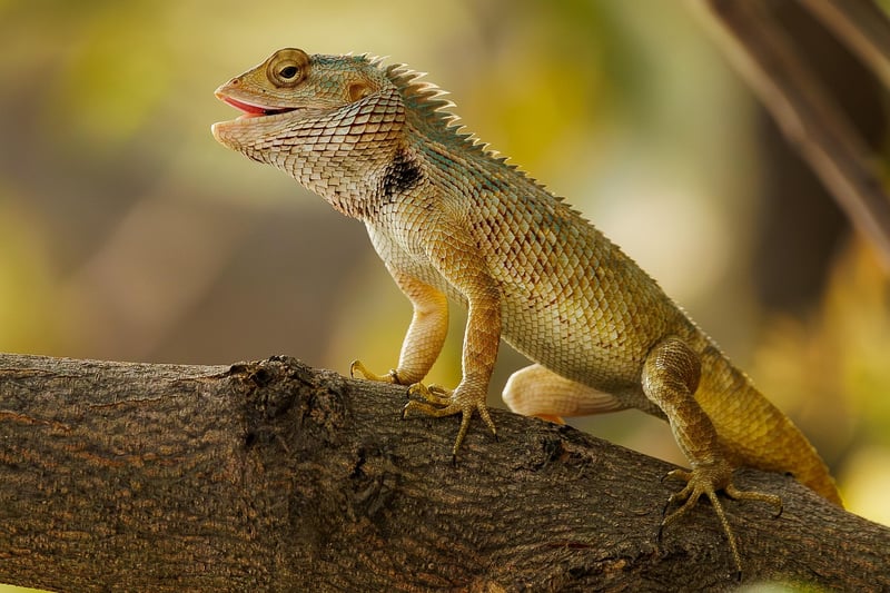 Lizard Royalty