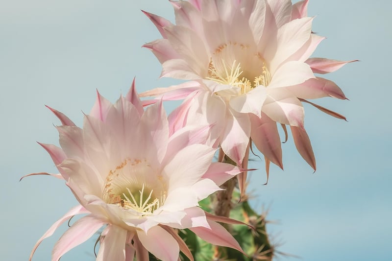 Dragon Fruit Cactus