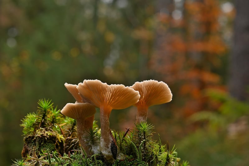 Glowing Mushrooms