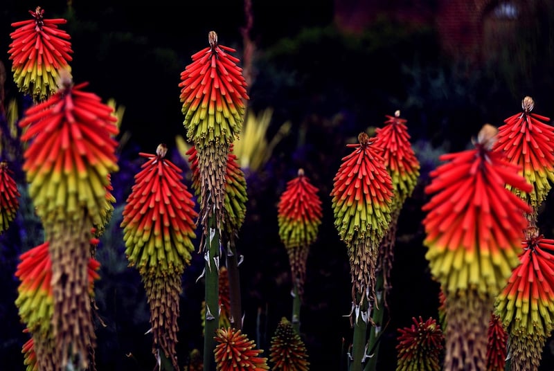 Red Hot Poker Plant